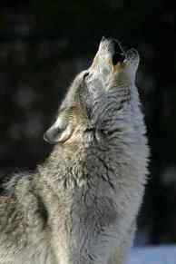 pic of gray wolf