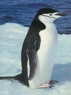 Picture of a chinstrapped penguin.
